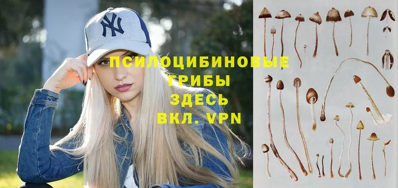 купить закладку  Карталы  Галлюциногенные грибы Psilocybe 